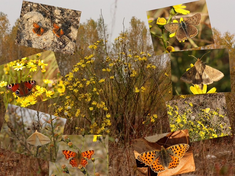 ...fioritura di Senecio inaequidens e...